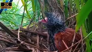 A Huge Mistake? Baby Bird Tries to Swallow a Whole Rat. 
