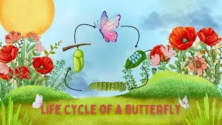 The Butterfly Life Cycle- Fun Educational Quiz for kids #butterflylifecycle #lifecycle #kids