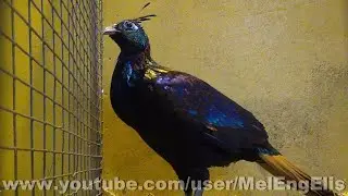 Faisan Lophophore Resplendissant - Himalayan Monal - Rotschwanzmonal
