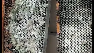 Mold on Frames