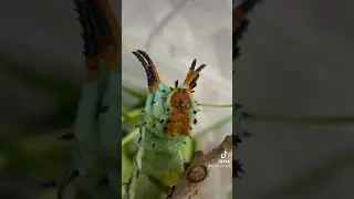 Hickory Horned Devil caterpillars growing up