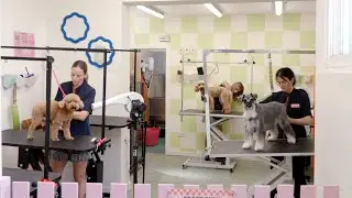 Introducing Slobber & Chops, a funky, fresh dog grooming salon in Brighton, UK