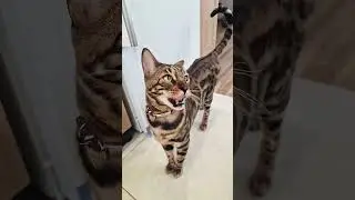 Расскажи какие продукты запретили😹😏🤣 #cat #cats #shorts #кот #юмор #Лекс