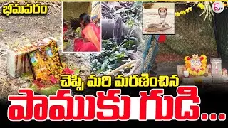 Temple of the dead snake | Bhimavaram Snake Incident Latest Update |@sumantvbhimavaram