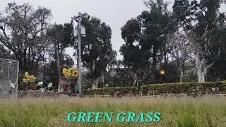 Green Grass - Padlitos