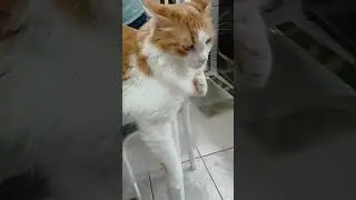 #tete #cat #gatos #catlover #cutecat #funnycats #shorts #relaxing #pets #cute #funny #animals #4u