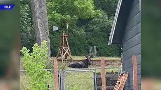 Woman injured in Boulder County bull moose attack while walking unleashed dog
