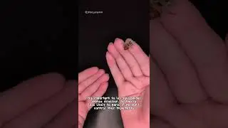 This Gentle Technique Keeps Jumping Spiders Completely Calm #petspider #animalcare #shorts