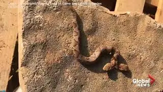 Two headed snake spotted in Virginia