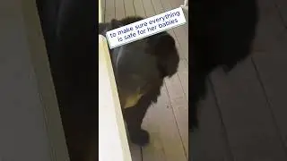 Mama Bear Visits Man With Bear Cubs ❤️ #shorts