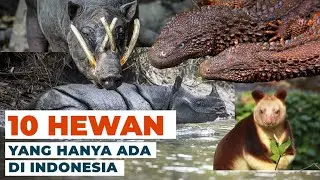 10 Hewan Endemik Asli Indonesia dan Fakta Uniknya #temansains