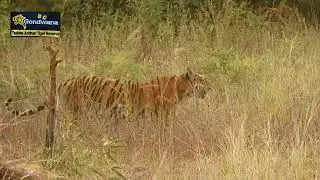 Maya Tigeress sighting , legend of kolara Tadoba