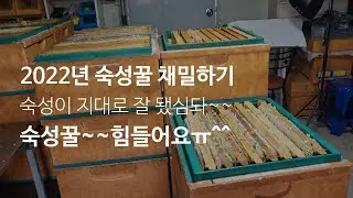양봉 2022년 숙성꿀 수확하기Harvesting aged honey in 2022