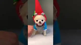 Funny Insta dog Reels | Insta Reels  #Shorts
