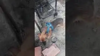 #anima #adote #adocao #sos #cao #ajud #adocao #cachorr #cadela #caes #pat #bich #pet #resgat #pata