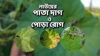 লাউয়ের পাতার দাগ রোগ ও প্রতিকার | লাউয়ের পাতা পোড়া রোগ ও সমাধান Gourd leaf burn disease & solution
