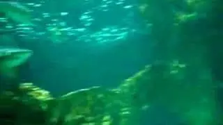 Sharks in Madrid Zoo-Aquarium