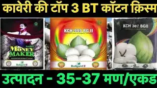 kaveri cotton seeds money maker KCH 100 BGII | KCH 999 BG II KCH 307 BG II full details |