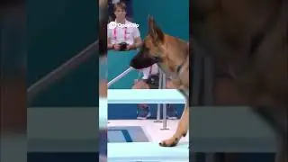 Watch Dogs DIVE For GOLD! 🥇 Pool Diving Competition!