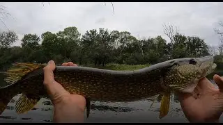 The Pike are HUNGRY on the Des Plaines River!