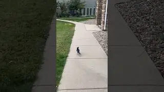 Going for a walk with a bird 🤣😂 #shorts #magpies #birds #walking #nature #colorado #shortsvideo
