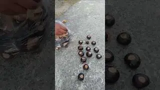 Sowing seeds of Himalayan Horse Chestnut ( Bankhor ) In Reserve Forests At Naran kaghan valley