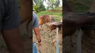 Penyuntikan sapi galak