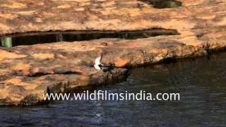 White or Pied Wagtail in slow motion flight