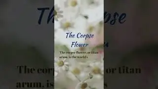 The Corpse Flower