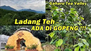 GAHARU TEA VALLEY | POKOK TEH YANG TIDAK SAMA DI CAMERON HIGHLAND TAPI ADA DI GOPENG, PERAK