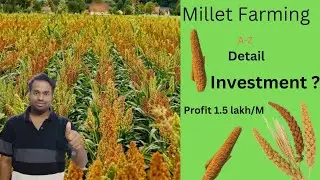 Millet Farming business Idea/investment/profile/farming process/types of Millet/export / health bene
