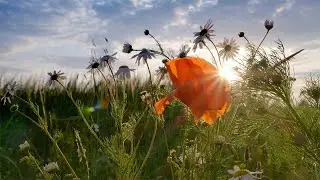 Organic Farm - Rushall Organics Brand Story Video - HD