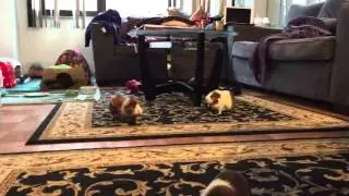 Guinea pigs running around