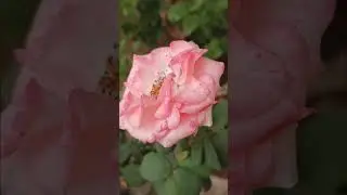 beautiful baby pink rose#gardening #shortvideos .