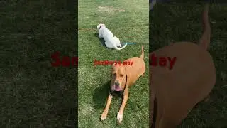 Samatha learning sit stay and down stay #puppy #dogtraining #dogtraininganytime