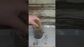 Не выбрасывайте старые бульбы у орхидей.