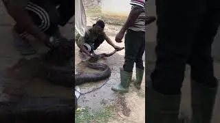 Man catches an African Rock Python that attack his Poultry farm