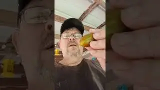 BRAD'S ATOMIC GRAPE TOMATO - REVIEW