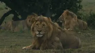 Discover the Serengeti Green Season: A Hidden Tanzania Safari Paradise