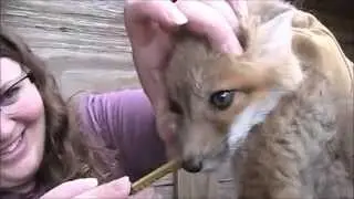 Red Fox Kits, Getting Medicated Nature's Nursery
