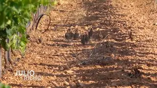 Programaci&oacute;n Cazavisi&oacute;n Julio 2020