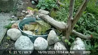 Chickadee and pine warblers at the mini-pond. 