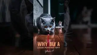 Is laser pointer good for cats #cats #cat #pet @Laser_cat897