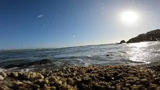 Ocean life