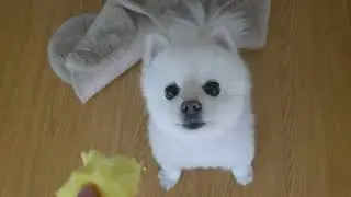 강아지한테 먹기 싫은걸 강요하면 보이는 반응🐶