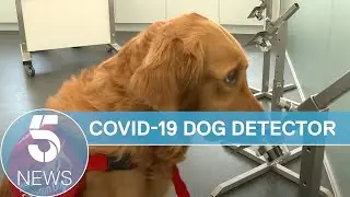Specially-trained dogs used to detect Covid-19 in new trial | 5 News