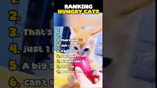 Ranking the Hungriest Cats Ever! 🐱🍗 #HungryCat #FunnyCats #Top5Cats