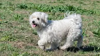 Maltese Dog Exercise in Different Seasons: Winter, Spring, Summer, Fall