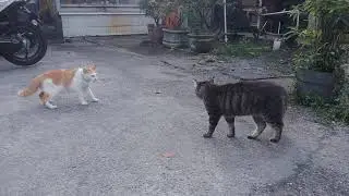GAWAT ‼️ BEGINI NASIB OYEN SAAT DIPARANI 😾