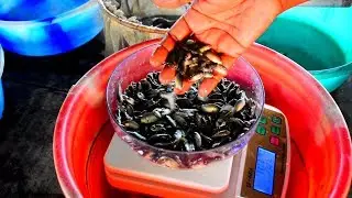 Vietnam Koi Fish Packaging Counting Transporting || Sels For Boiflock Fish Farming